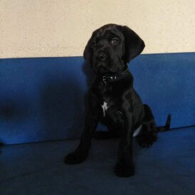 Cane Corso