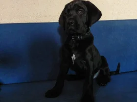 Cane Corso