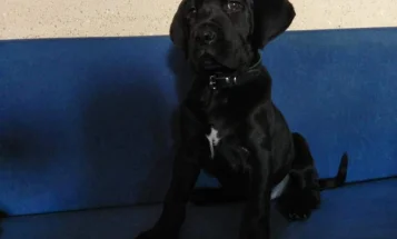 Cane Corso