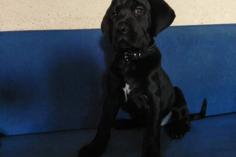 Cane Corso