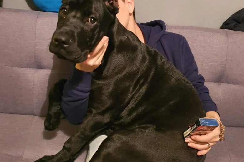 Cane Corso
