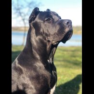 Cane Corso