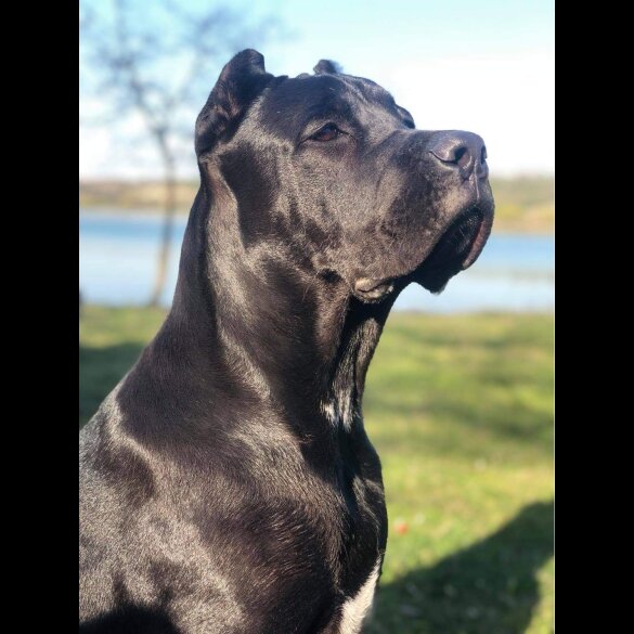 Cane Corso