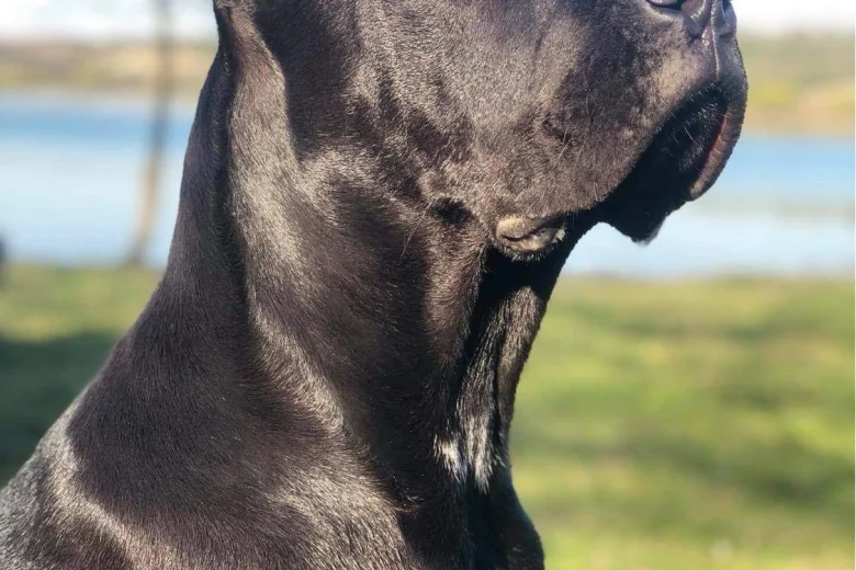 Cane Corso