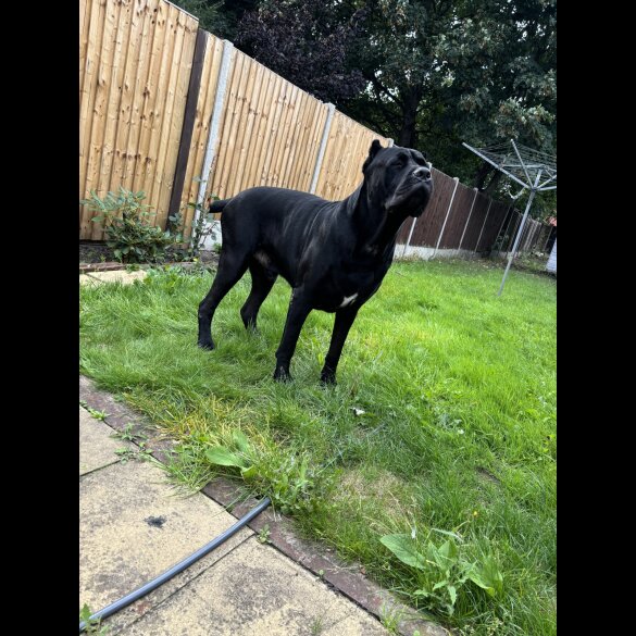 Cane Corso