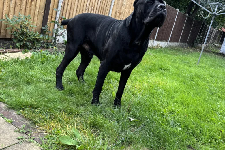 Cane Corso