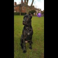 Cane Corso