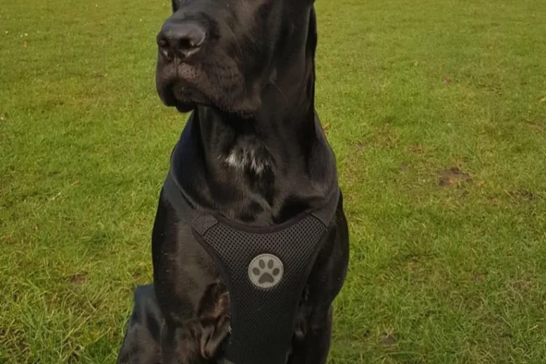 Cane Corso
