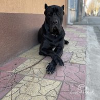 Cane Corso