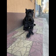 Cane Corso