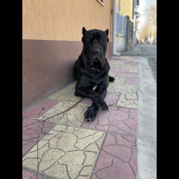 Cane Corso