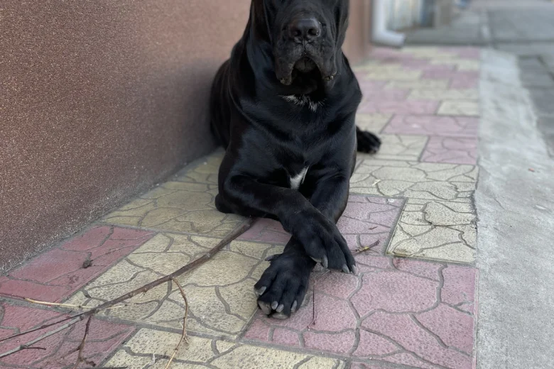 Cane Corso