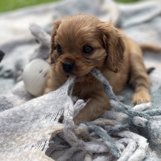 Cavalier King Charles Spaniel - Both