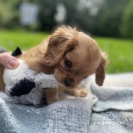 Cavalier King Charles Spaniel - Both