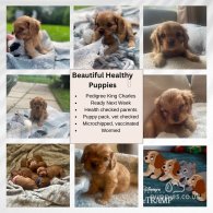 Cavalier King Charles Spaniel - Both