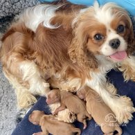 Cavalier King Charles Spaniel - Dogs