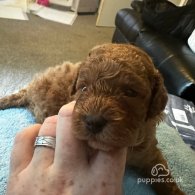 Cavapoo - Both