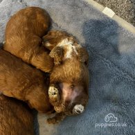 Cavapoo - Both