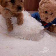 Cavapoo - Both