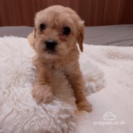 Cavapoo - Both