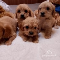 Cavapoo - Both