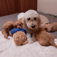 Cavapoo - Both