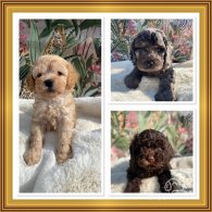 Cavapoo - Both