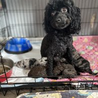 Cavapoo - Both