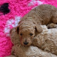 Cavapoo - Both