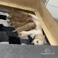 Cavapoo - Both