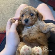 Cavapoo - Both