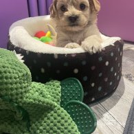 Cavapoo - Both