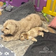 Cavapoo - Both