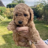 Cavapoo - Both