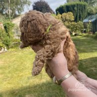 Cavapoo - Both