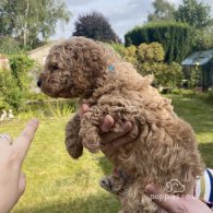 Cavapoo - Both