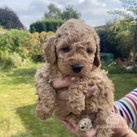 Cavapoo - Both