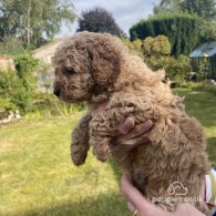 Cavapoo - Both