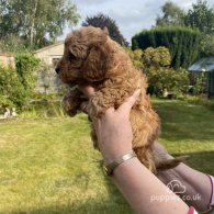 Cavapoo - Both