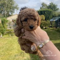 Cavapoo - Both