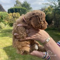 Cavapoo - Both