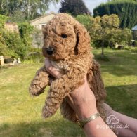 Cavapoo - Both