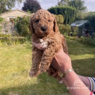 Cavapoo - Both