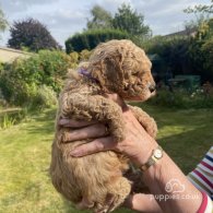 Cavapoo - Both