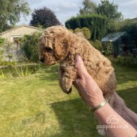 Cavapoo - Both