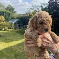 Cavapoo - Both