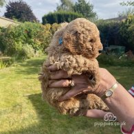 Cavapoo - Both