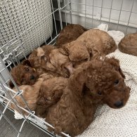 Cavapoo - Both