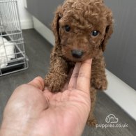 Cavapoo - Both