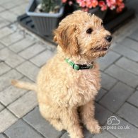 Cavapoo - Both